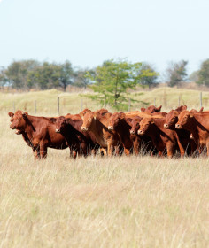 Livestock